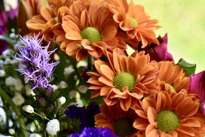 High angle view of purple flowering plants