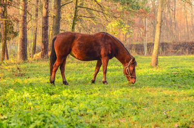Beautiful dark horse grazes on a green lawn near the autumn forest