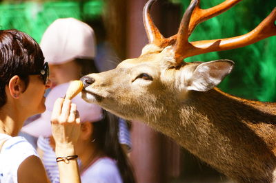 Side view of mid adult woman feeding deer at zoo