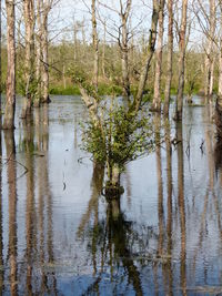 Scenic view of lake in forest