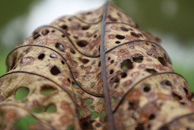 Close-up of autumn leaves