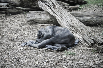 High angle view of chimpanzee sleeping in forest