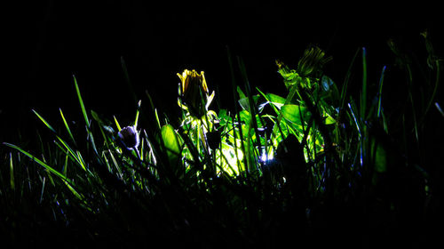 Close-up of plants growing on field at night