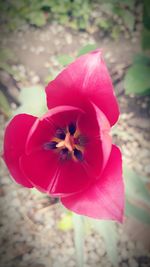 Close-up of pink flower