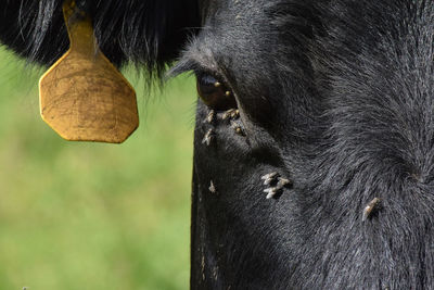 Close-up of black horse