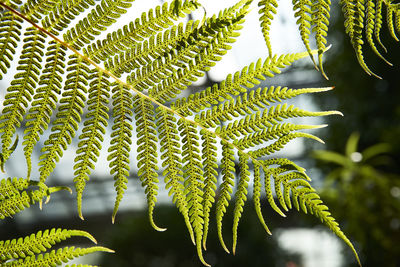 Close-up of leaves on tree