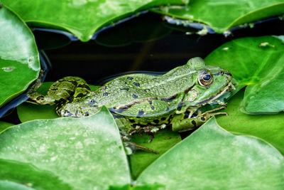 Close-up of frog on leaf