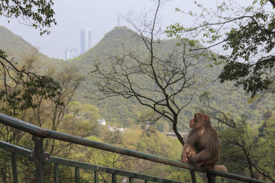 Monkey sitting on railing against trees