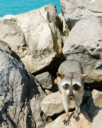 High angle view of raccoon on rock during sunny day