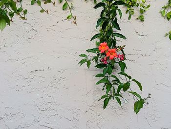 Close-up of red flowers