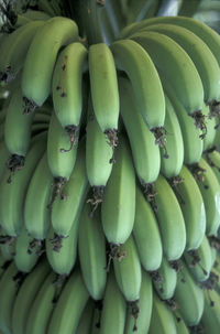 Bananas for sale