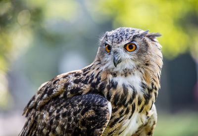 Close-up of eurasian eagle owl