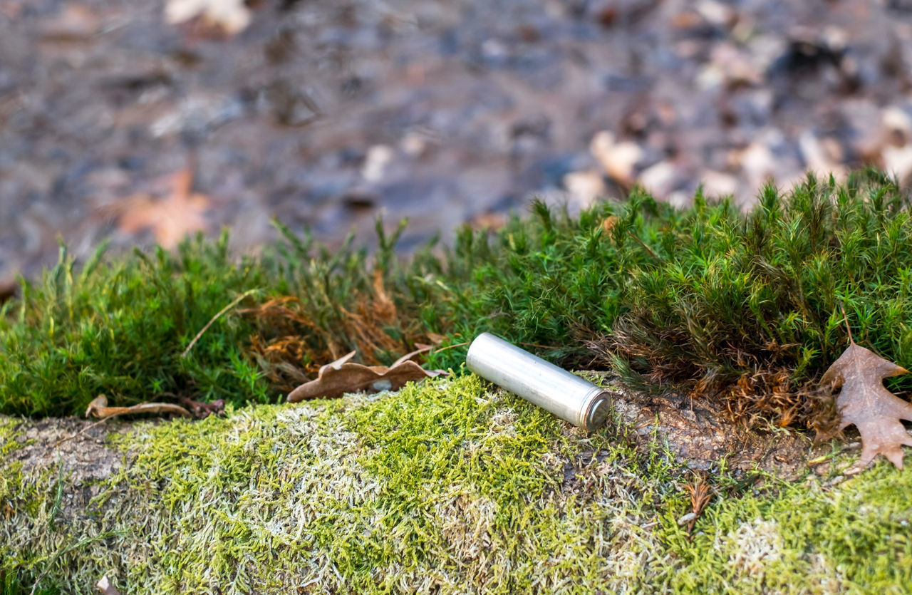 CLOSE-UP OF GRASS GROWING IN FIELD