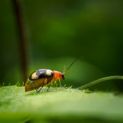 Close-up of insect on leaf