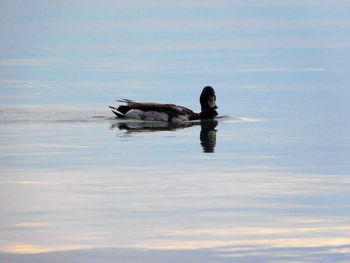 Swan swimming in lake against sky