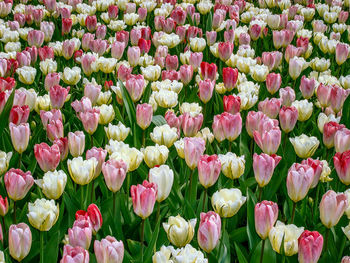 Full frame shot of pink tulips blooming outdoors