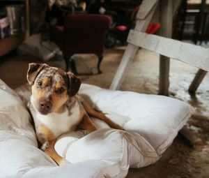 Dog sitting on chair