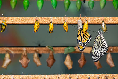 A collection of butterfly's in chrysalis form ready to immerge as beautiful adult butterfly's