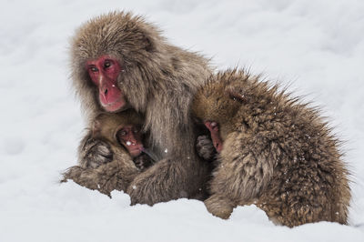 Parent and child snow monkeys endure the cold