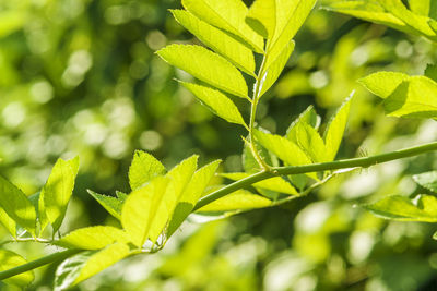 Close-up of fresh green leaves