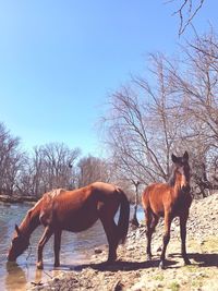 Horses in a field