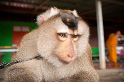 Close-up of monkey looking away in zoo