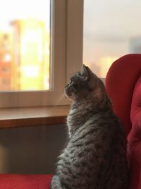 Cat looking away while sitting on window