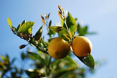 Low angle view of fruits on tree