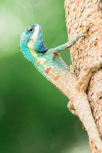 Close-up of lizard