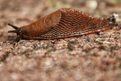 Close-up of a snail 