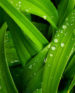 Close-up of wet plant leaves