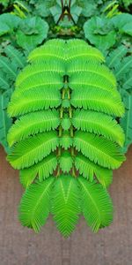 High angle view of fern leaves on tree