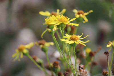 Yellow flower