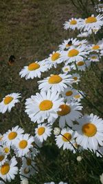 Close-up of white daisy flowers