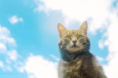 Portrait of a gray cat on blue sky background. cute pet. funny animal. soft selective focus