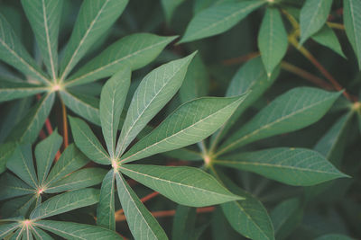 Full frame shot of green leaves