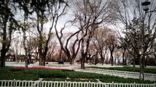 Bare trees in park