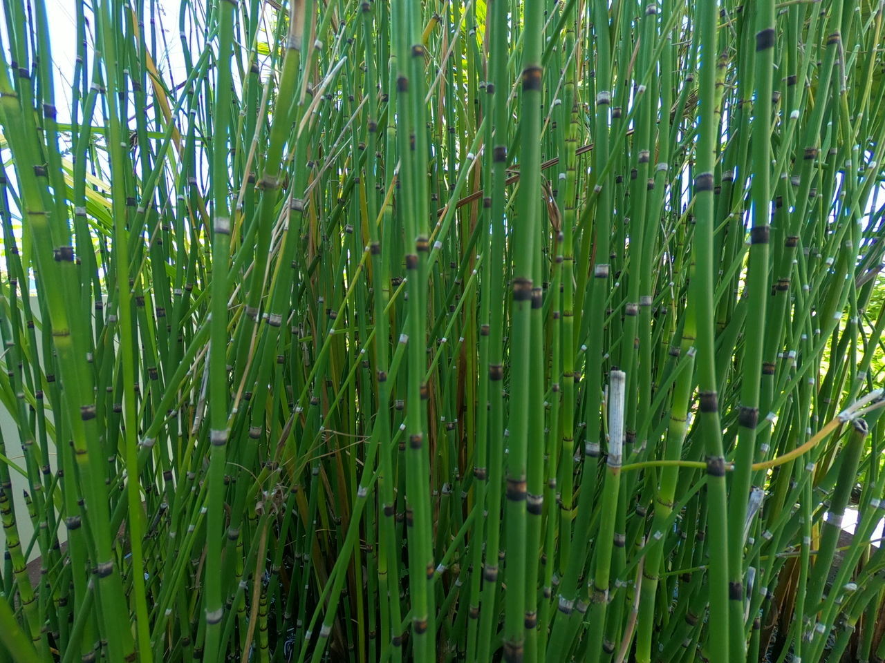 FULL FRAME SHOT OF BAMBOO PLANTS