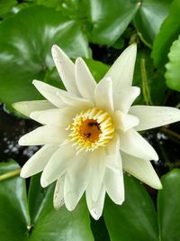 Close-up of white flower