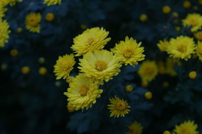 Close-up of yellow flowering plant