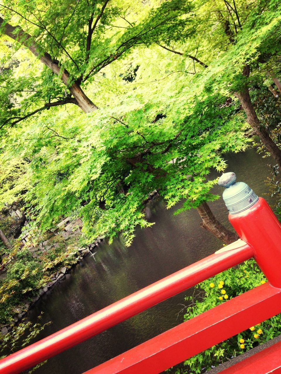 tree, railing, growth, forest, nature, high angle view, green color, one person, beauty in nature, tranquility, day, outdoors, lush foliage, plant, one animal, branch, tranquil scene, mountain, scenics, sunlight