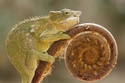 Chameleon beautiful animals in world