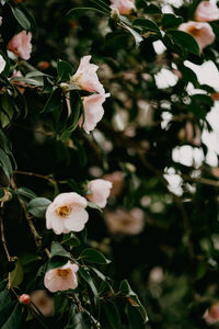 Close-up of white cherry blossom