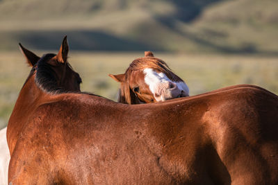 Horse in ranch