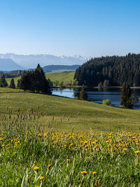 Scenic view of grassy field against sky