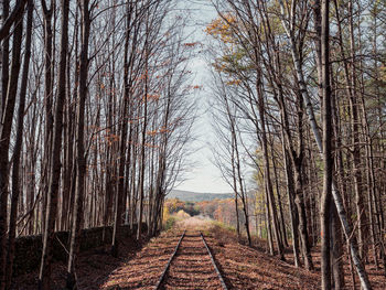 Dirt road amidst trees in forest