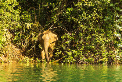 View of elephant in lake