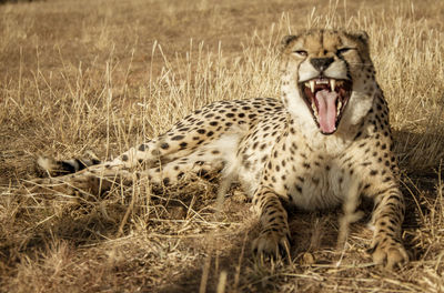 View of cat yawning