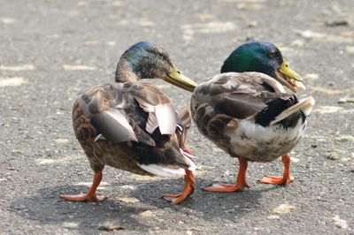 Close-up of mallard duck