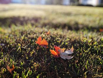 Close-up of orange flower on field